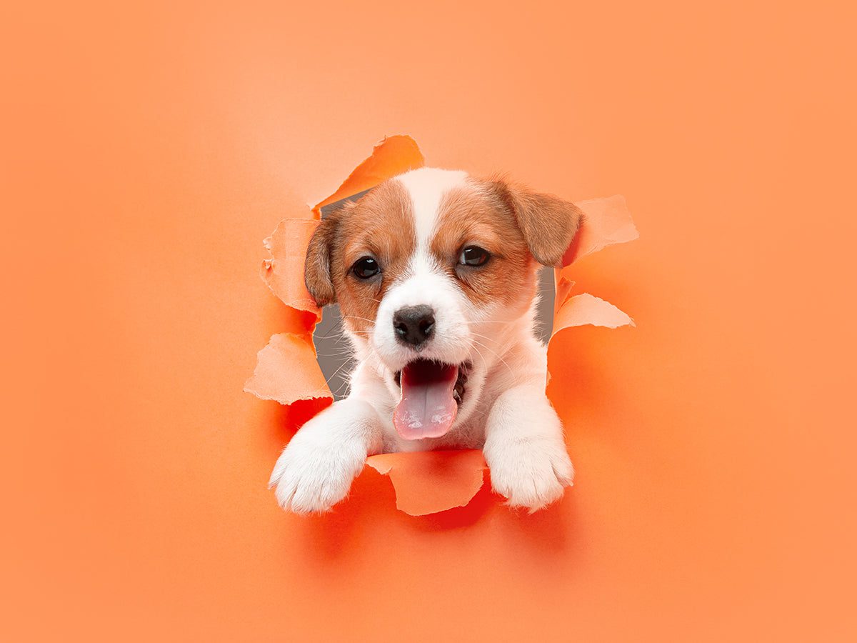 What a best age for petting!