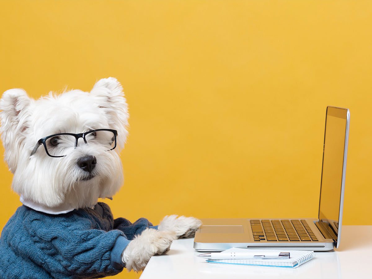 How to Train Your Dog!