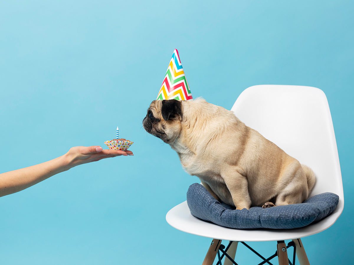 Cup Cakes For Your Pet!